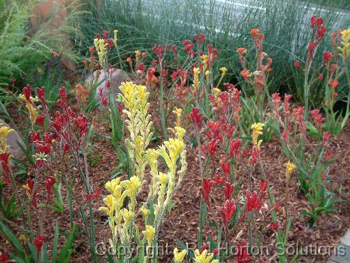 Kangaroo Paws 